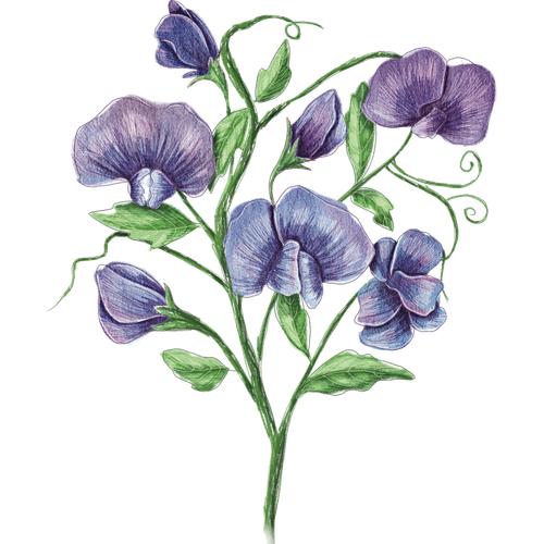 Sweet peas