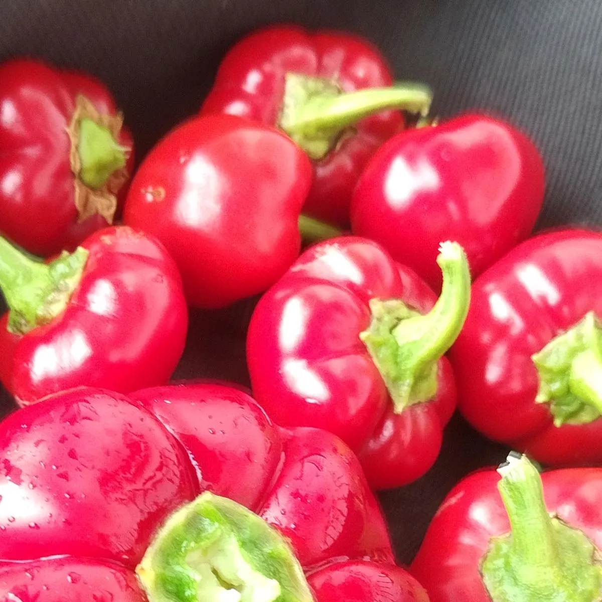 Süße Mini-Paprika 'Red Cheese Pepper' (Capsicum annuum) Samen