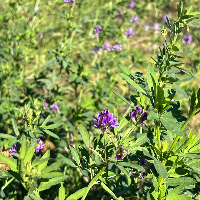 Purple-flowering green manure plants in a field