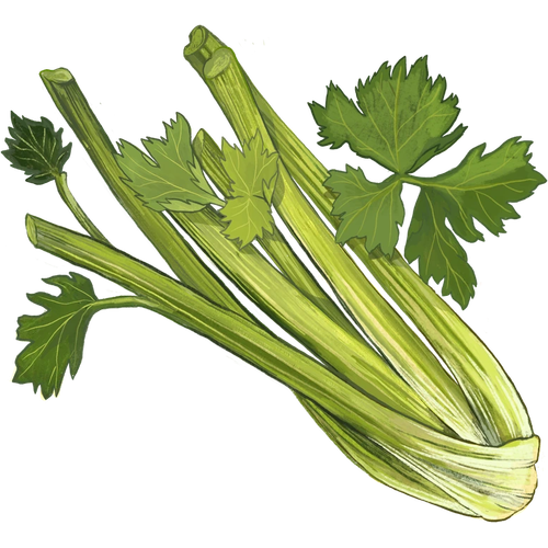 Stalk Vegetables