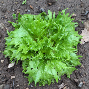 Iceberg Lettuce 'Ice Queen' (Lactuca sativa) Seeds