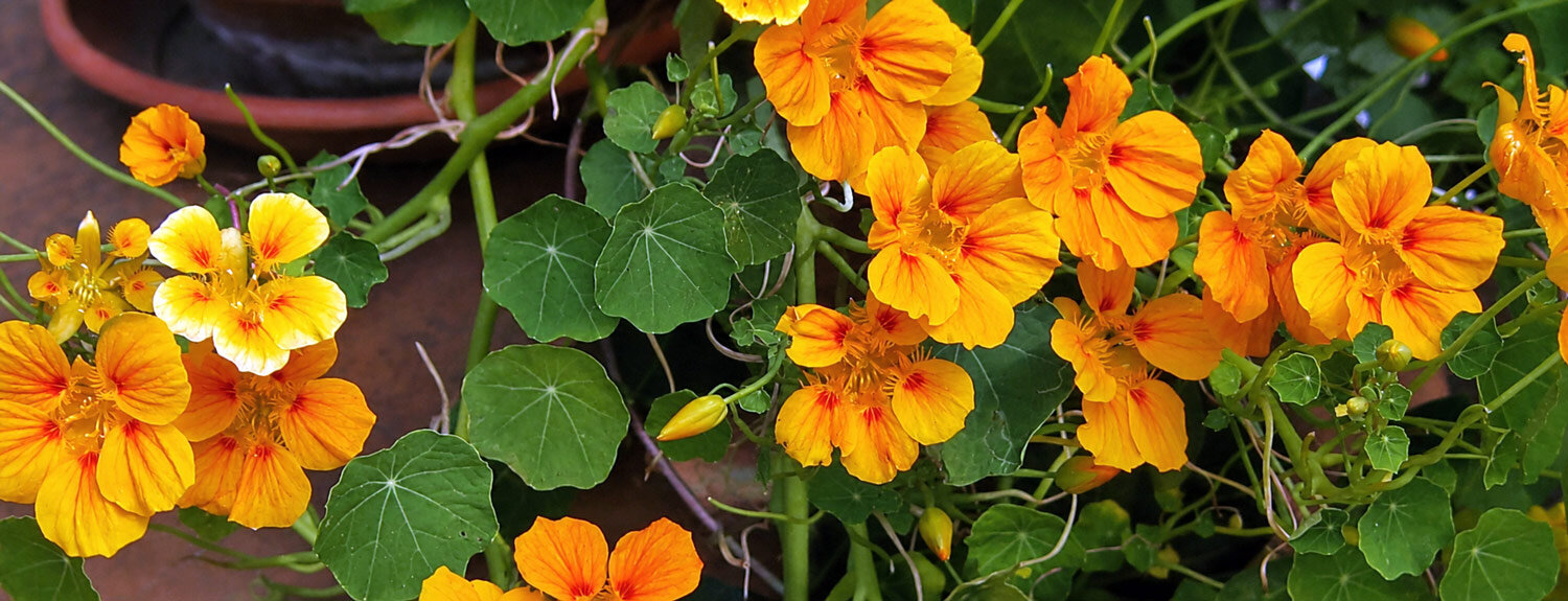 Climbing nasturtium