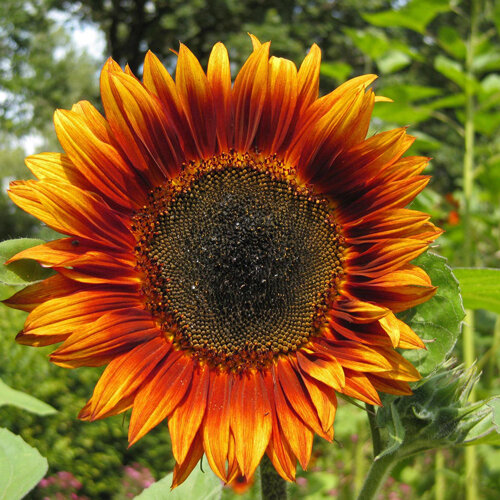 Sunflower with red and orange petals and a dark centre