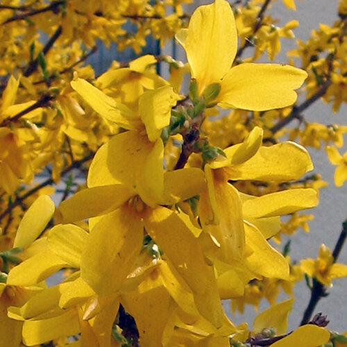 Forsythia in full yellow bloom