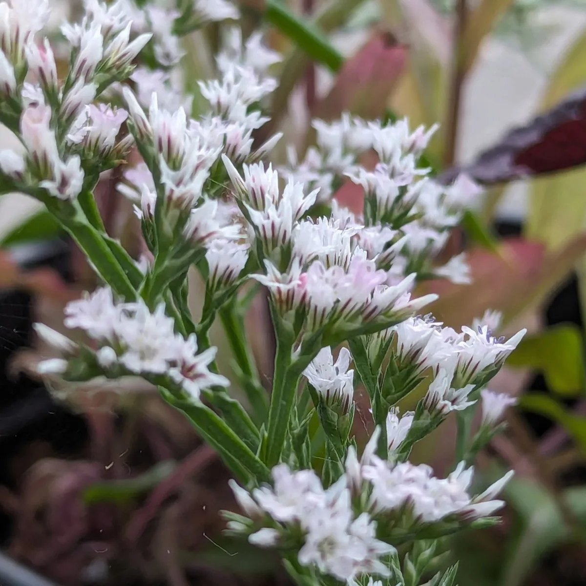 Deutsche Statice / Strandflieder (Limonium tataricum) Samen