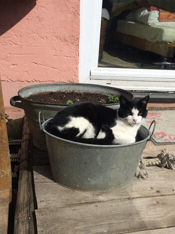 Black and white cat lying in a zinc tub next to a planter in the sun