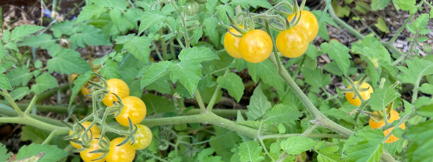 Robust wild tomatoes