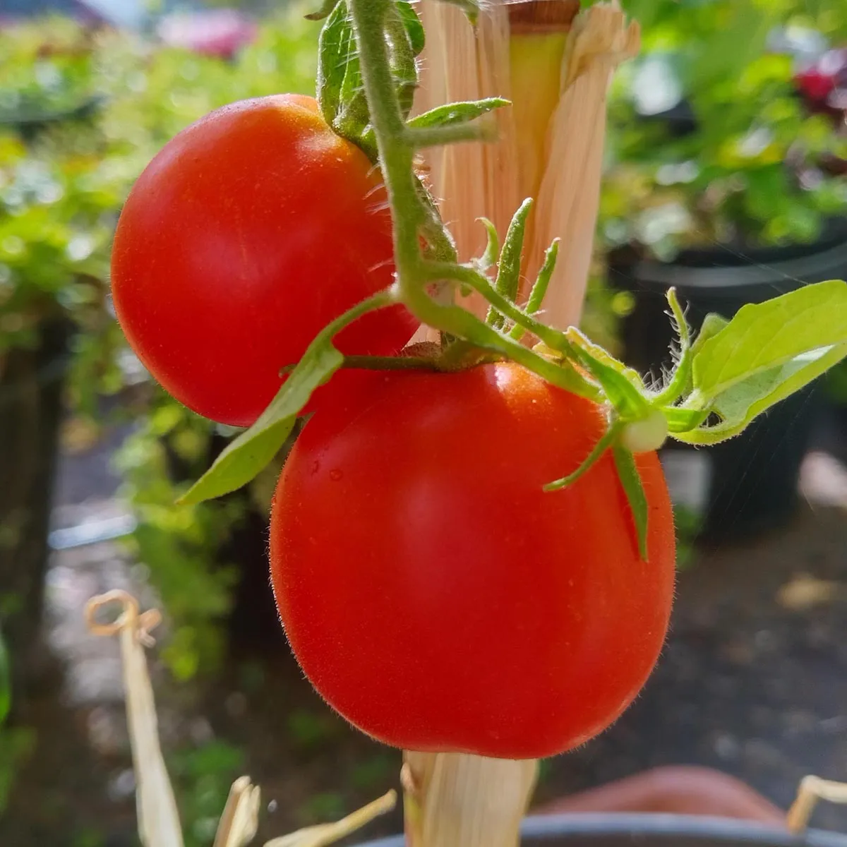 Tomate 'De Berao' (Solanum lycopersicum) Bio Saatgut