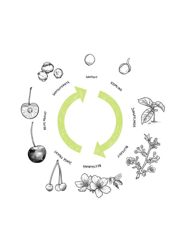 Graphic: cycle from seed to seedling, young plant, flowering, pollination and fruit to seed harvest