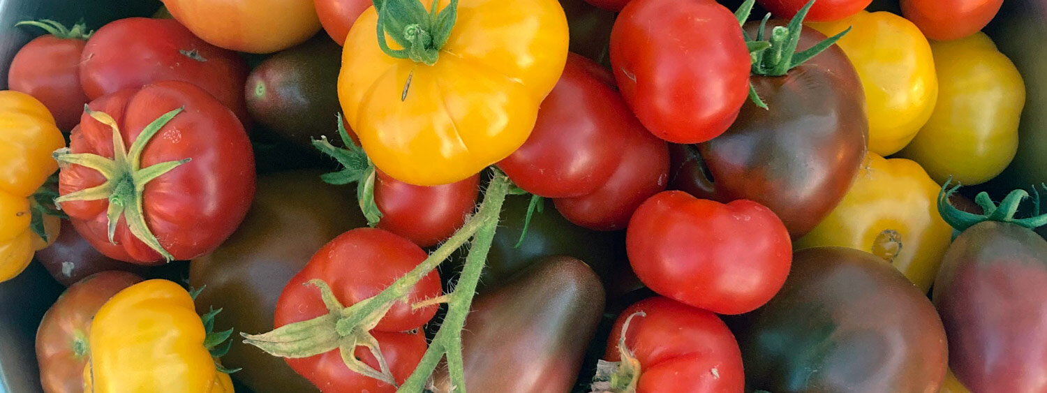 Freshly harvested tomatoes in red, yellow and dark brown, including ribbed varieties
