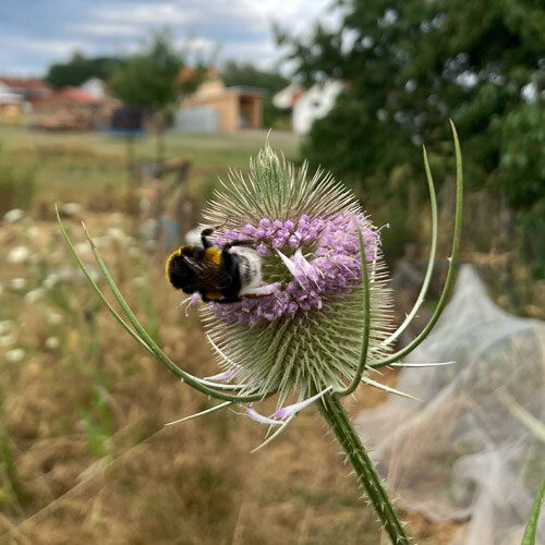 Flower of the wild teasel