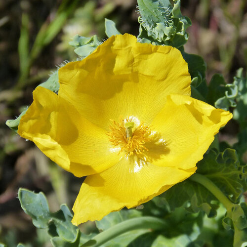 Yellow horned poppy (Glaucium flavum) with a bright yellow flower and blue-green leaves