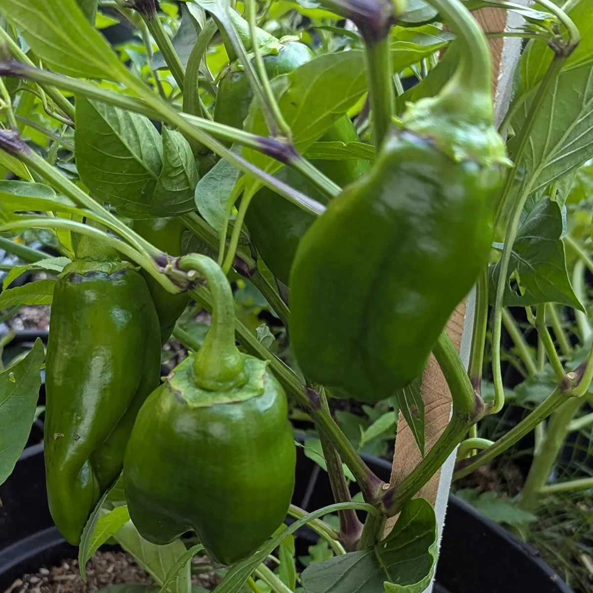 Paprika 'Sweet Chocolate' (Capsicum annuum) Samen