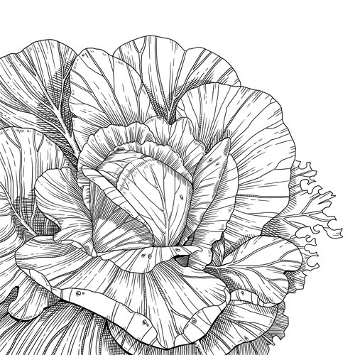 Drawing: head of cabbage with wide-spreading outer leaves