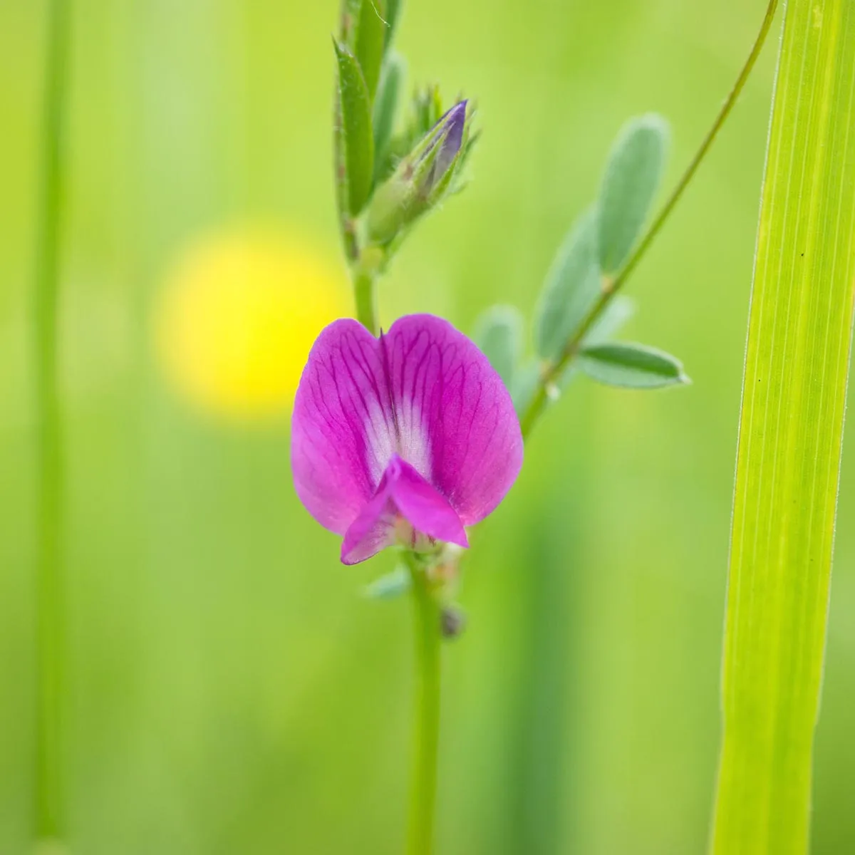 Insektenfreundliche Bio -Blüh-Mischung (10 g passend für ca. 5 m² Fläche)