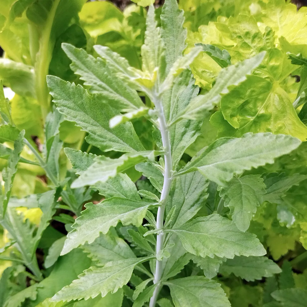 Blauraute / Silberstrauch 'Blue' (Perovskia atriplicifolia) Samen
