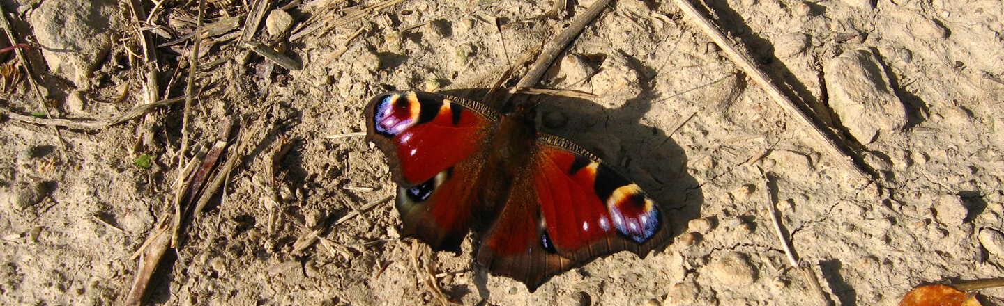 European peacock butterfly with outspread wings on dry ground