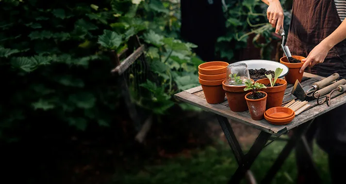 Garden table with clay pots and young plants being repotted