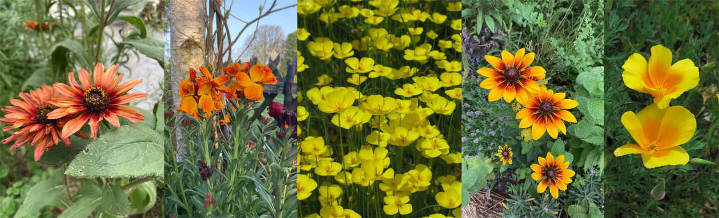 Cool flowers, hardy annual summer flowers