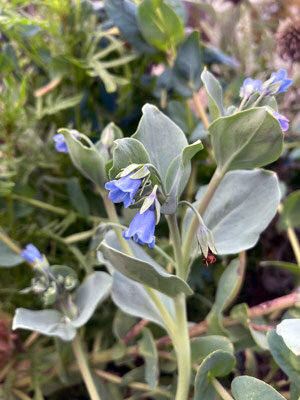Oyster plant (Mertensia maritima) with blue bell flowers and bluish green leaves