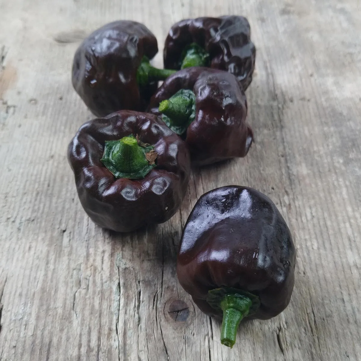 Mexikanischer Chili 'Chilhuacle Negro' (Capsicum annuum) Samen