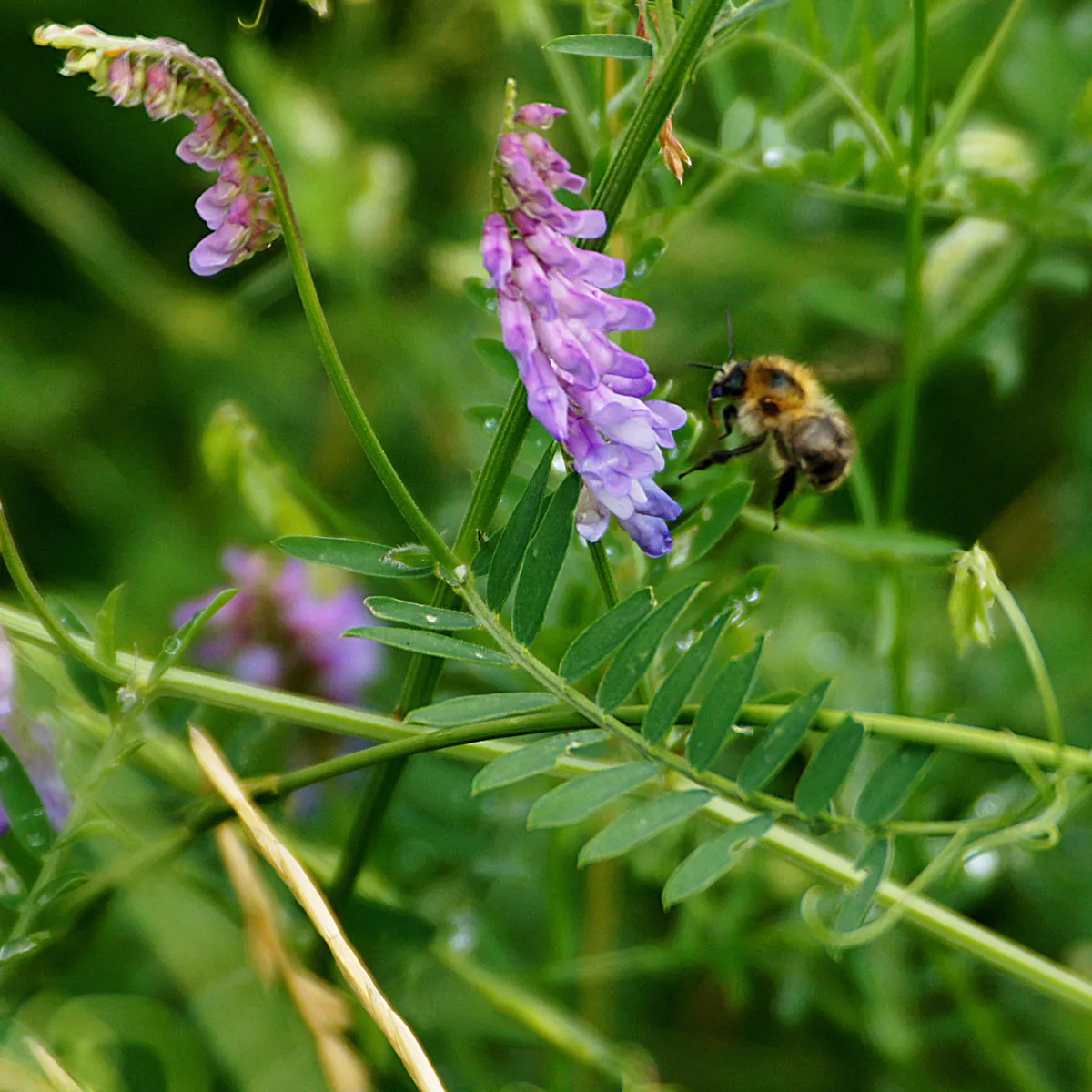 Winterwicke / Zottige Wicke (Vicia villosa) Samen