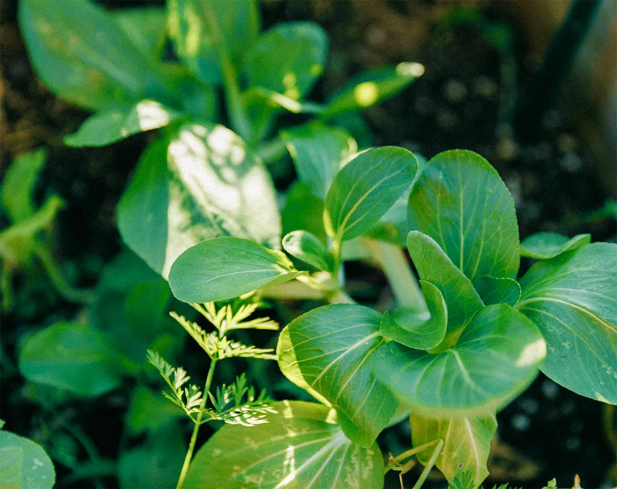 Asian vegetable varieties