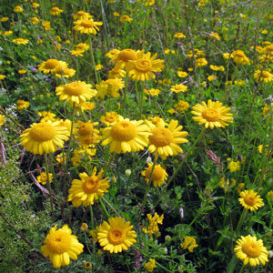 Dyer's Chamomile (Anthemis tinctoria) seeds