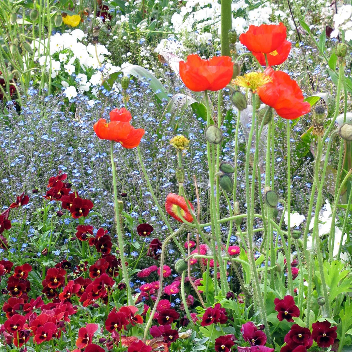Islandmohn (Papaver nudicaule) Samen