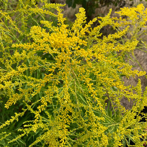 Golden-yellow flower panicles of goldenrod (Solidago)