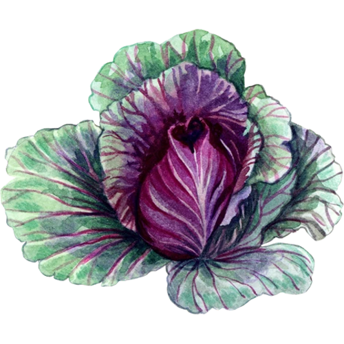 Cabbage varieties