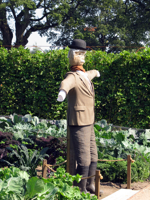 Scarecrow in a bowler hat and suit in a vegetable garden with various cabbages