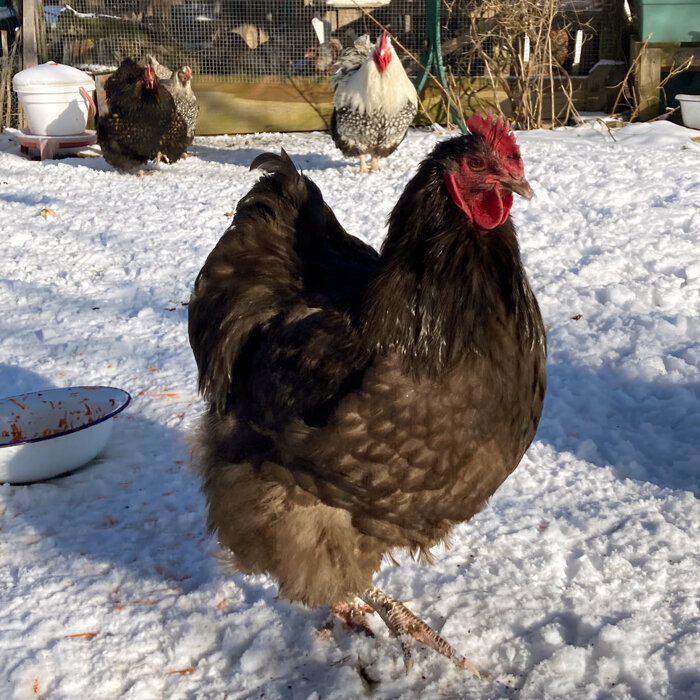 Chickens walking through their snow-covered run in winter