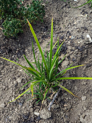 Earth Almond (Cyperus Esculentus Var. Sativus)