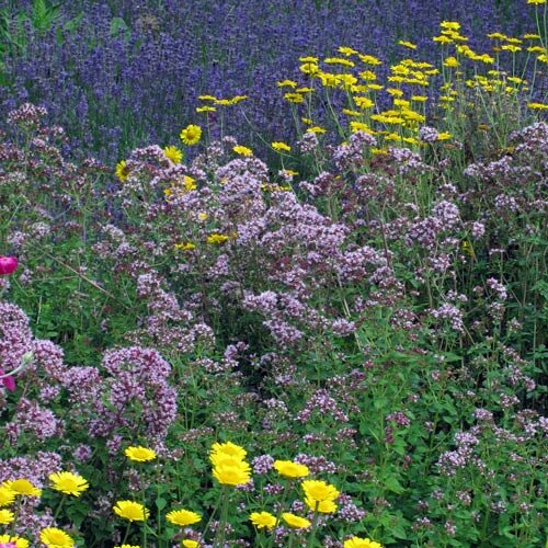 Natural herb garden with pinkish purple and yellow flowers, a sea of blue violet blooms behind
