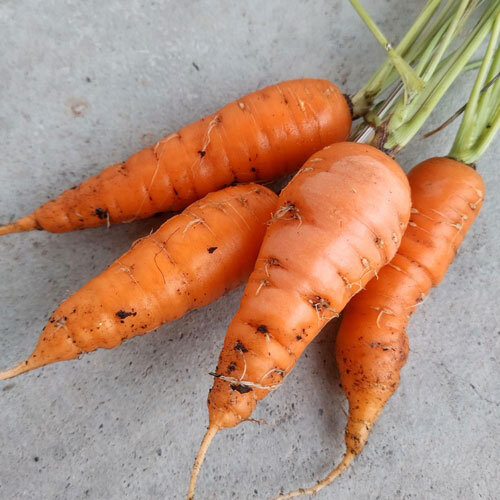 Freshly harvested orange carrots with their tops