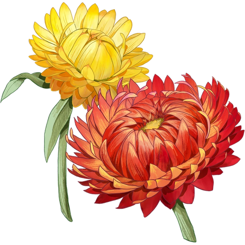 Strawflowers