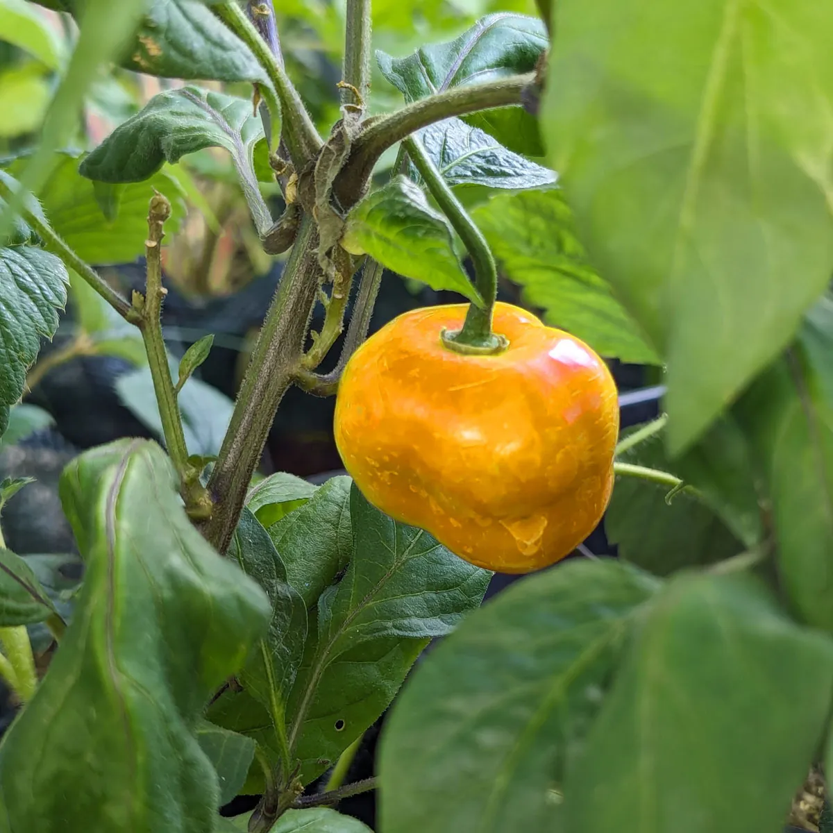 Baumchili 'Rocoto Canario' (Capsicum pubescens) Samen