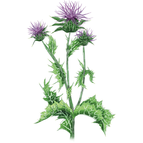 Thistles