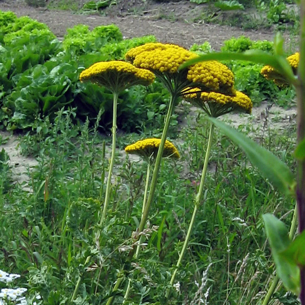 Hohe Gold-Garbe 'Cloth of Gold' (Achillea filipendulina) Samen