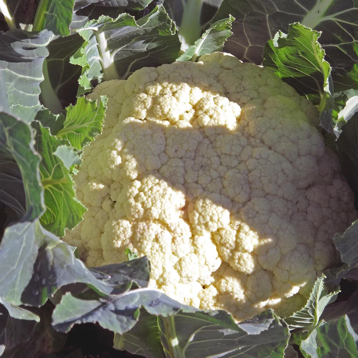 Blumenkohl 'Neckarperle' (Brassica oleracea var. botrytis) Bio Saatgut