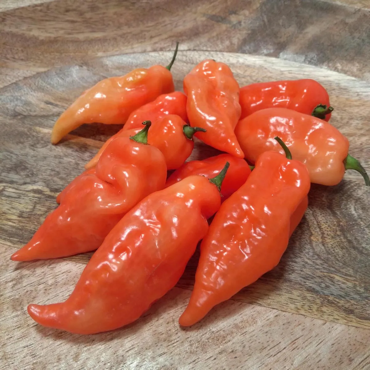 Milder Chili 'Habanada' (Capsicum chinense) Samen