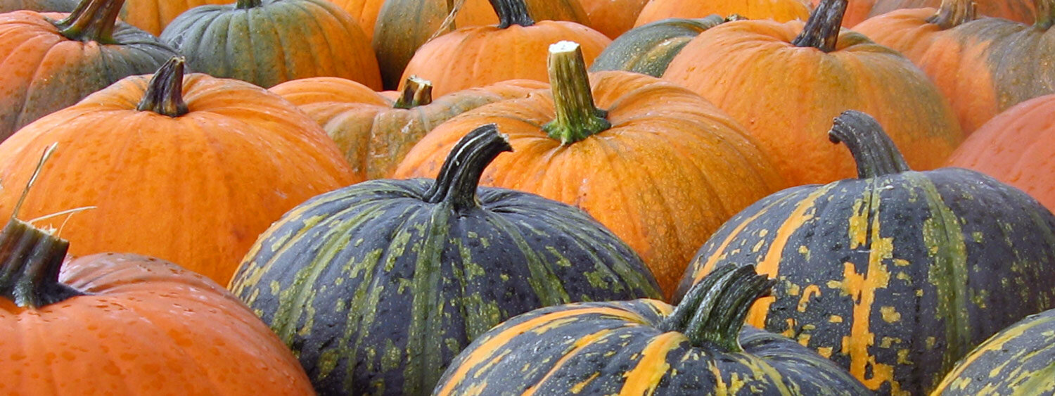 Harvested pumpkins in orange and dark green with yellow stripes