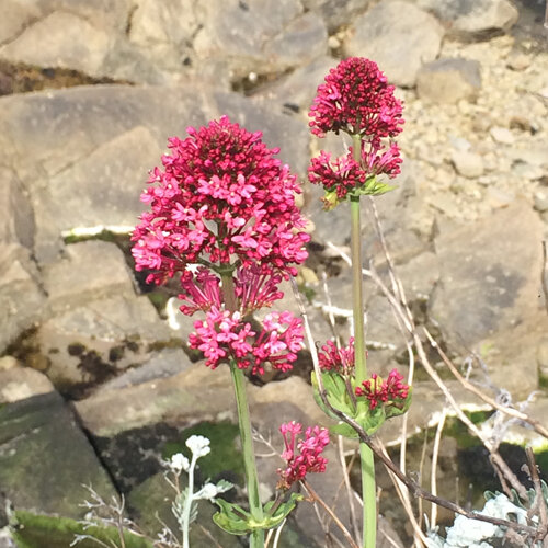 Red valerian (Centranthus ruber) with crimson flower clusters in front of rocks