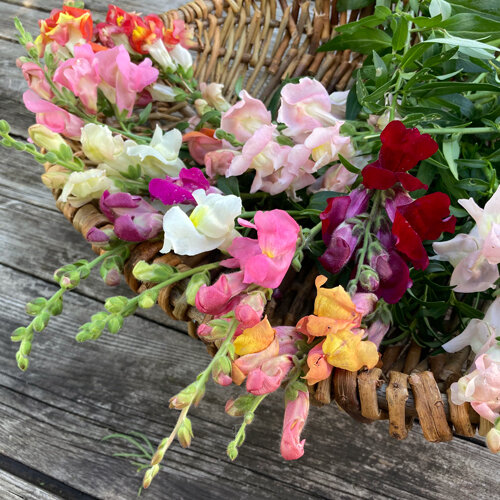 Freshly cut snapdragons in pink, red, yellow and white in a wicker basket