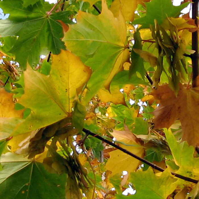 Green and yellowing maple leaves with winged seeds in autumn