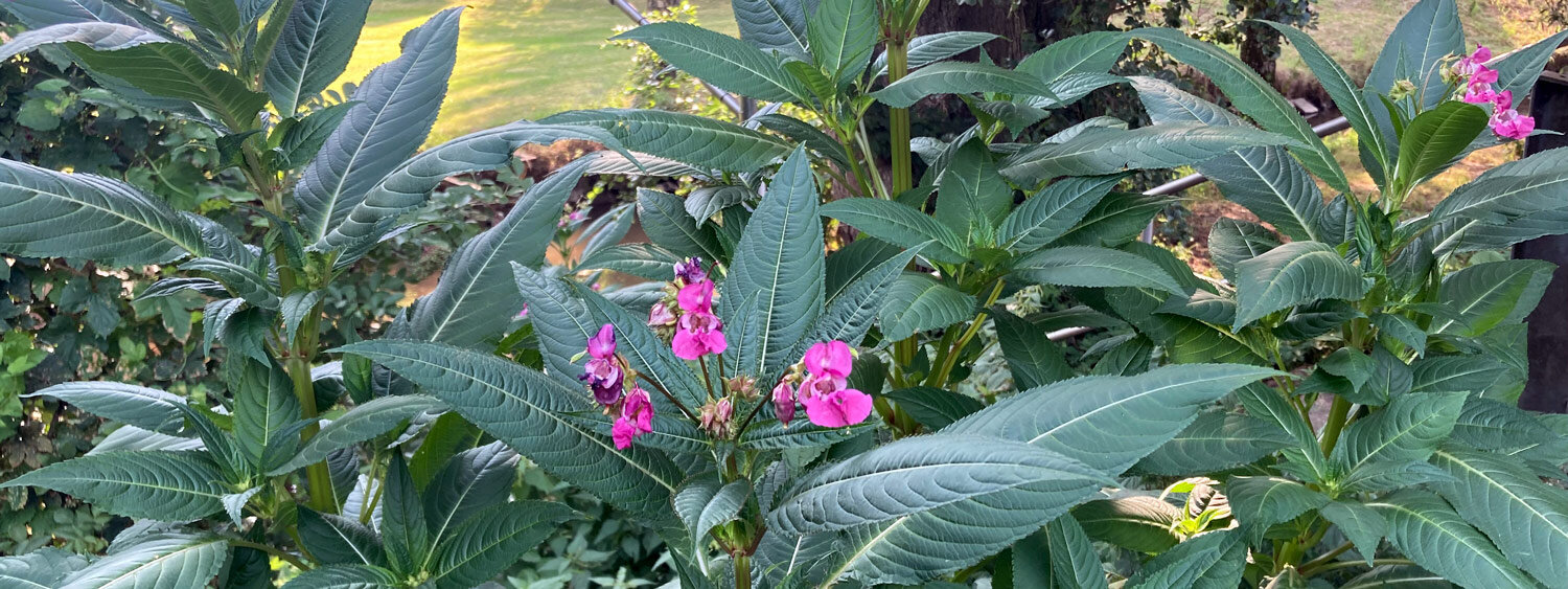 Stand of Himalayan balsam along a stream
