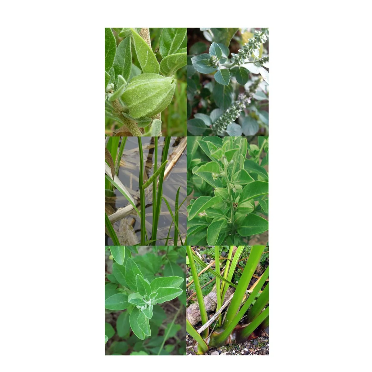 Ayurvedische Heilkräuter - Samenset