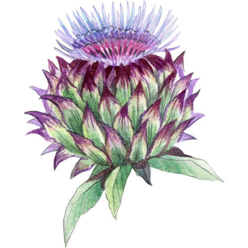 Artichoke