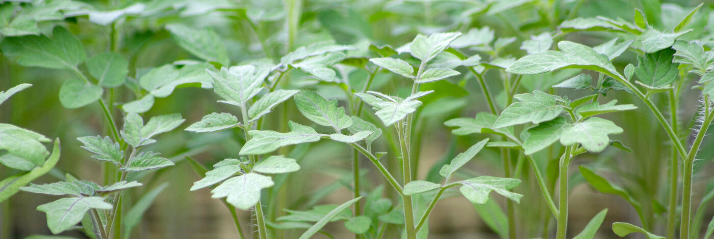 Tomato seedlings after pricking out